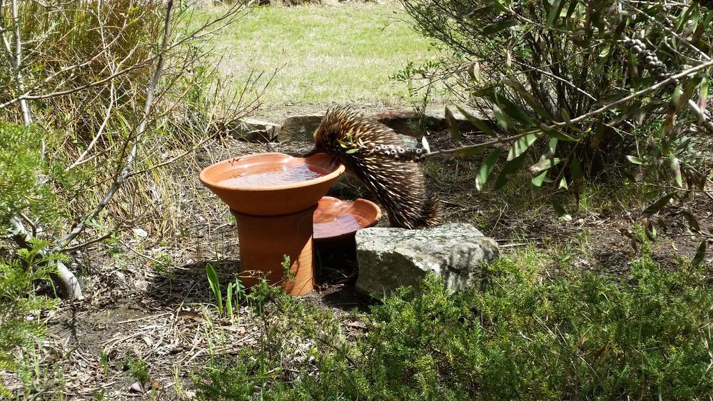 Wind Song Bed & Breakfast Little Swanport Екстериор снимка